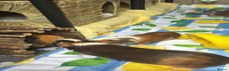 Guinea Pig rodents for sale: Male crested guinea pig - Advert 4