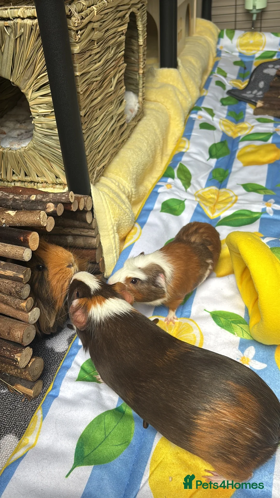 Guinea Pig rodents for sale: Male crested guinea pig - Advert 4