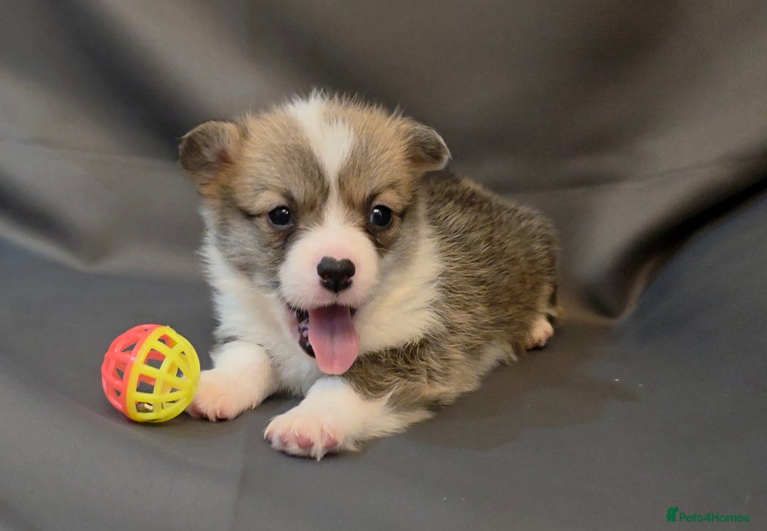 Welsh Corgi Pembroke dogs for sale: 33rd Generation RKC Pembroke Corgi Pups - Advert 8