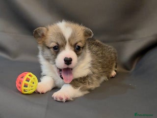 Welsh Corgi Pembroke dogs 33rd Generation RKC Bobtail Pembroke Corgi Pups - Advert 3