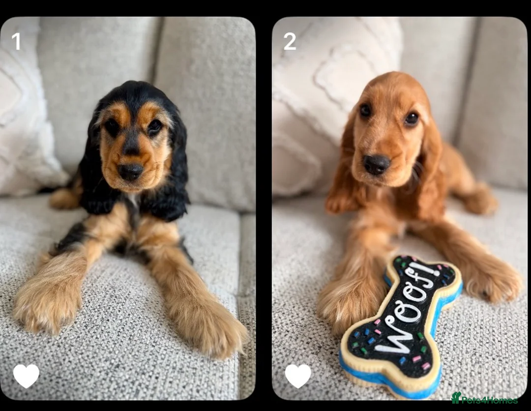 Cocker Spaniel dogs for sale: Champion Bloodline KC Show Cocker Spaniel Puppies  - Advert 1