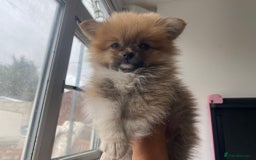 Pomeranian dogs for sale: Energetic Pome - Image 6