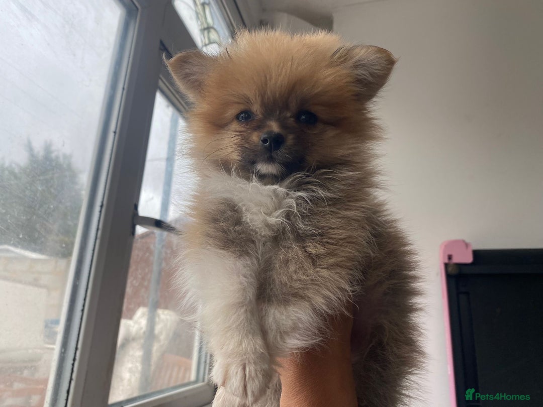 Pomeranian dogs for sale: Energetic Pome - Image 6