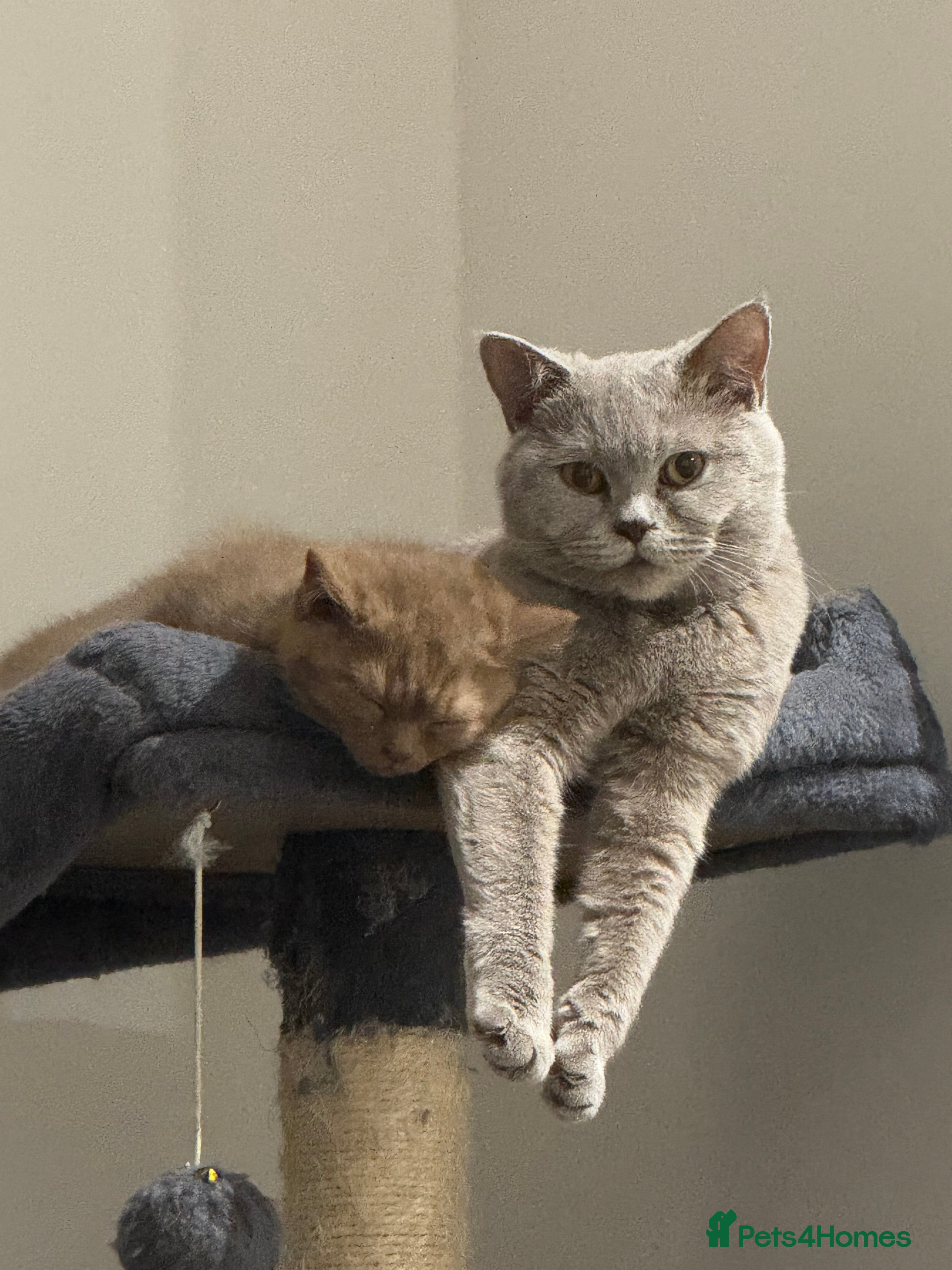 British Shorthair cats 🐾 Champion British Shorthair Kittens for Sale🐾 - Advert 5