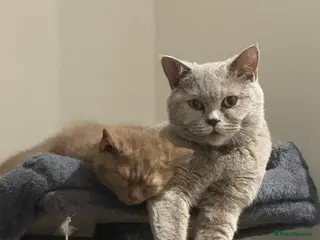 British Shorthair cats 🐾 Champion British Shorthair Kittens for Sale🐾 - Advert 1