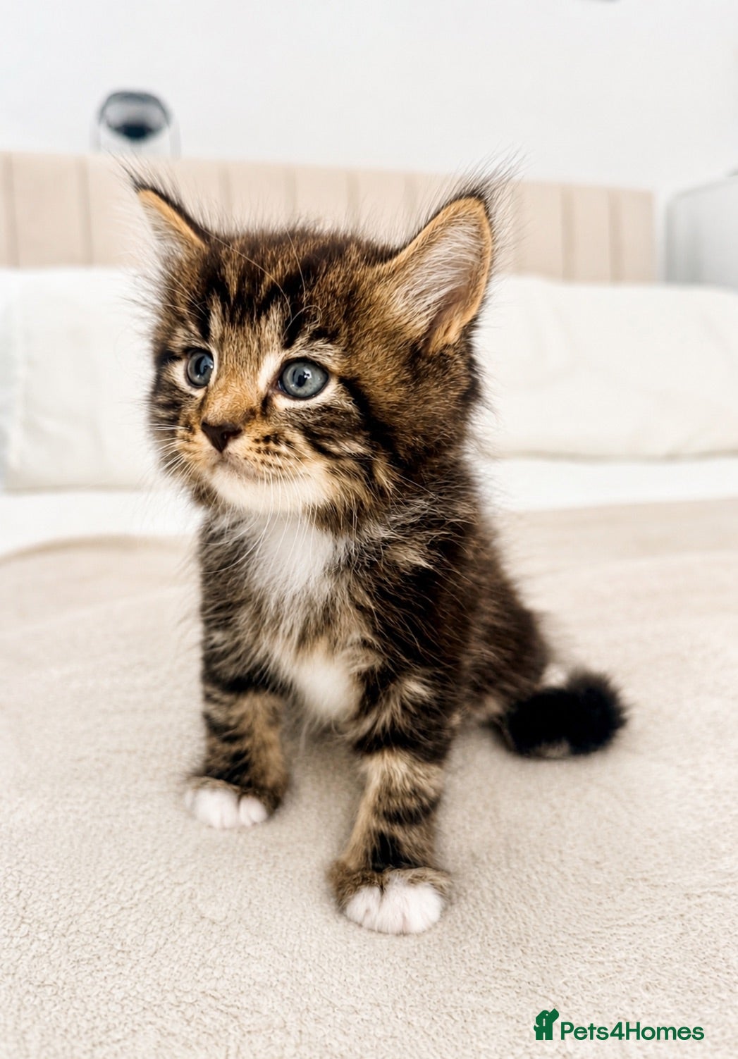 Turkish Angora cats 🐱3 LEFT❤️ Turkish AngoraXmixed,GCCF REGISTERED - Advert 5