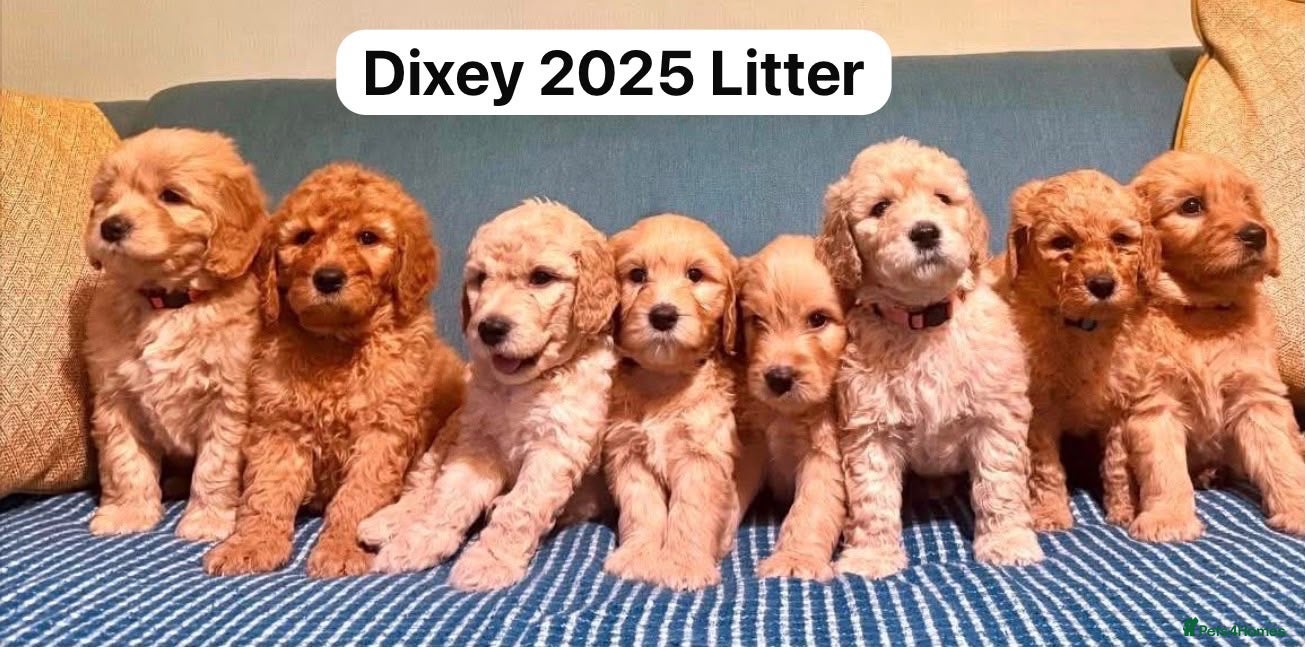 Mixed Breed dogs Golden Doodle X  - Advert 1