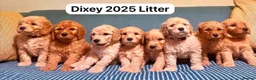 Mixed Breed dogs for sale: Golden Doodle X  - Advert 1