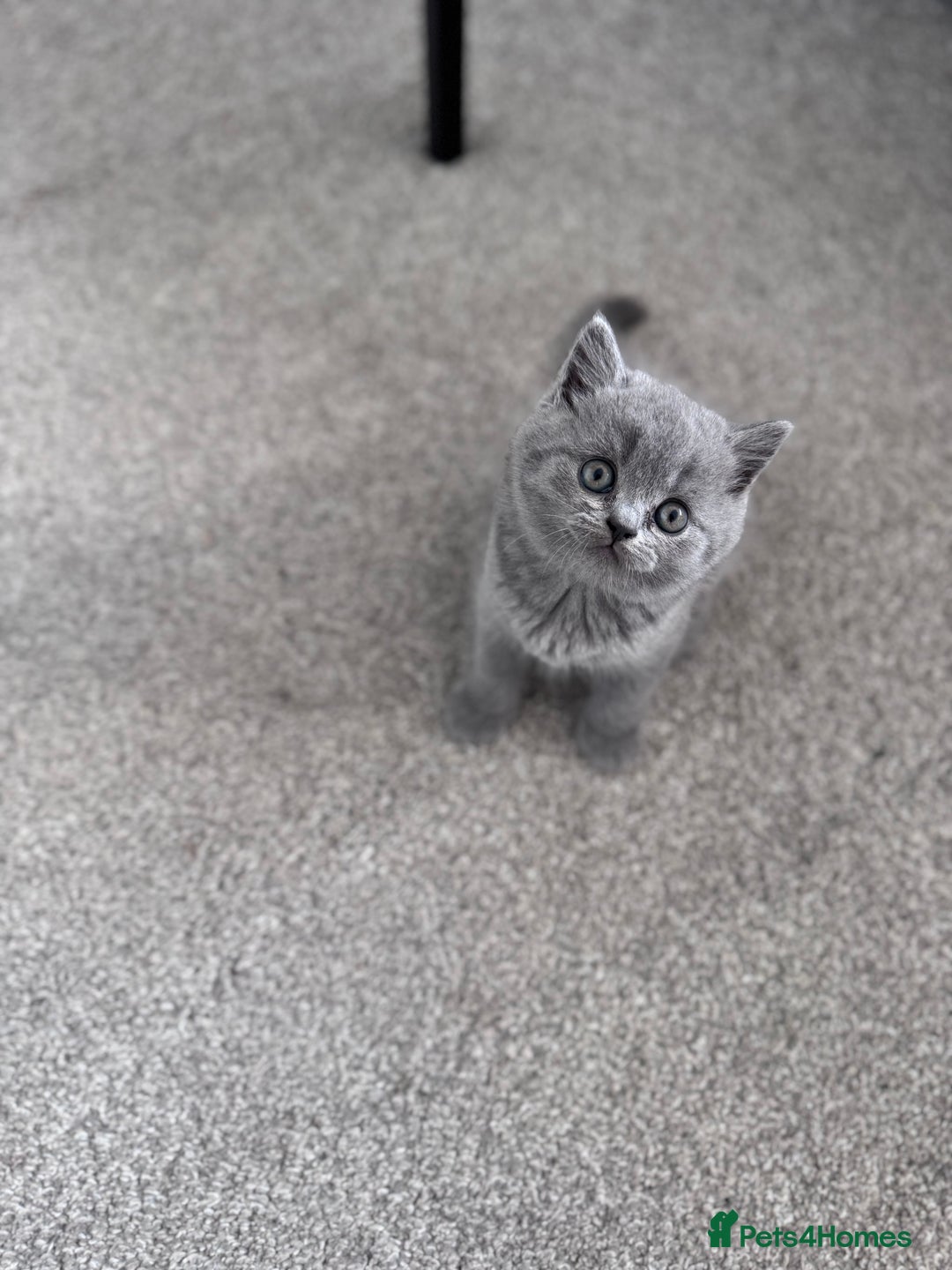 British Shorthair cats for sale: British shorthair kittens 🐈‍⬛ - Advert 6