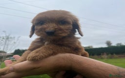 Cockapoo dogs for sale: Cockapoo puppies  - Image 4