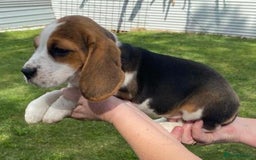 Beagle dogs for sale: Beagle Pure bread puppies - Image 2