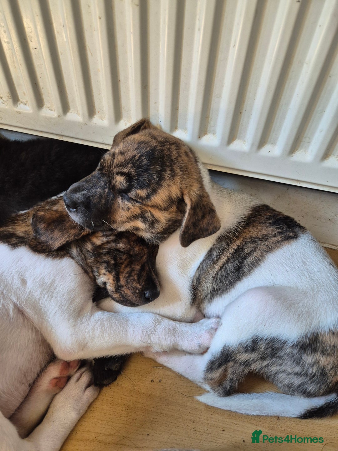 Mixed Breed dogs for sale: American Akita/Bullmastiff cross - Image 6