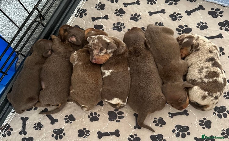 Miniature Dachshund dogs - Advert 12