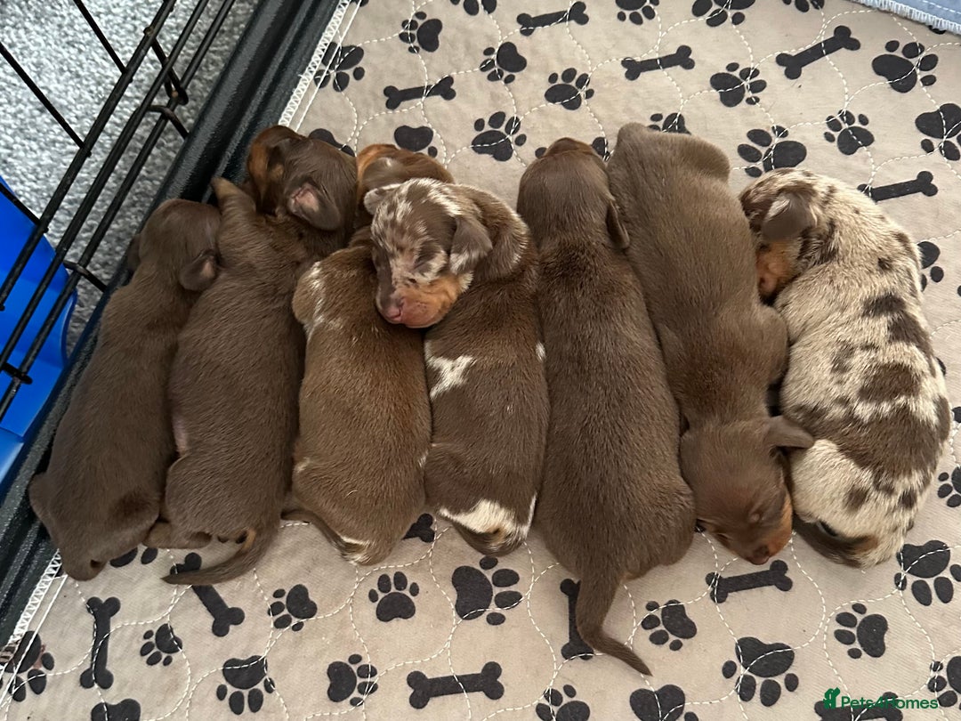 Miniature Dachshund dogs for sale: Miniature Dachshund stunning puppies  - Image 1