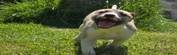 Mixed Breed dogs for sale: Whippet cross whippet lurcher - Advert 5