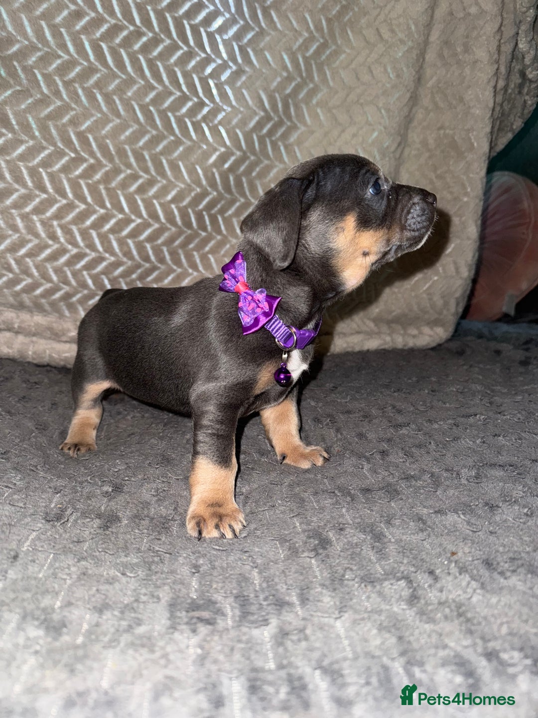 Mixed Breed dogs for sale: 🐾 Beautiful French Bull Weiners 🐾  - Advert 37