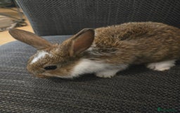 Rex rabbits for sale: 5 week old baby bunnies  - Advert 3