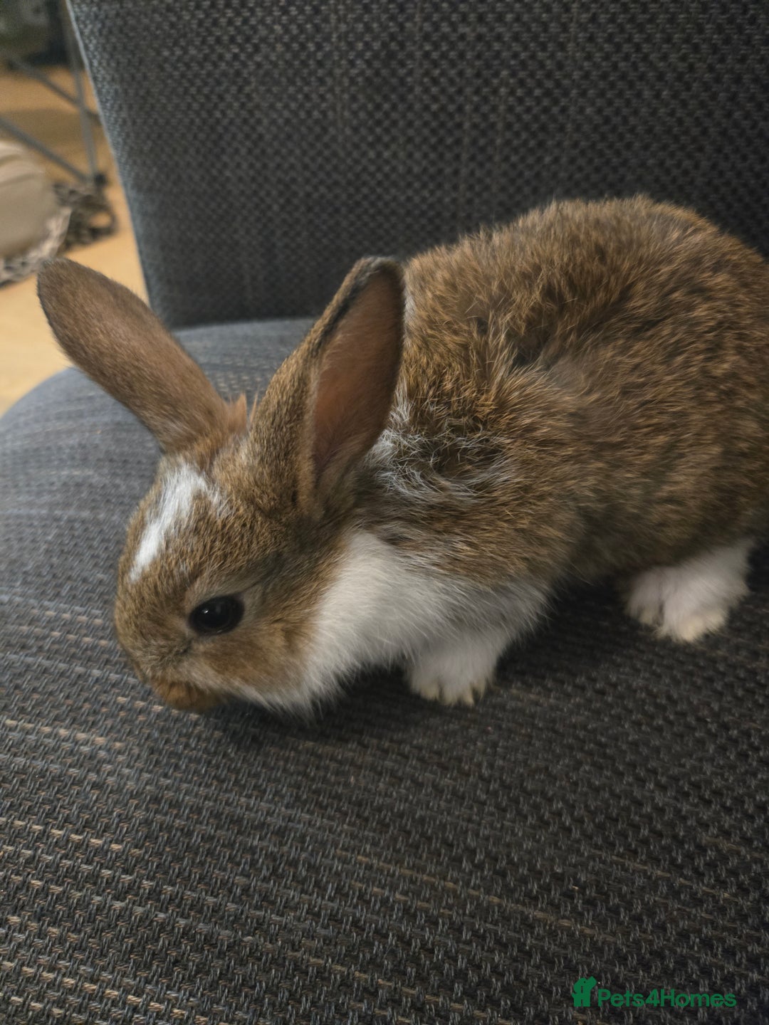 Rex rabbits for sale: 5 week old baby bunnies  - Advert 3