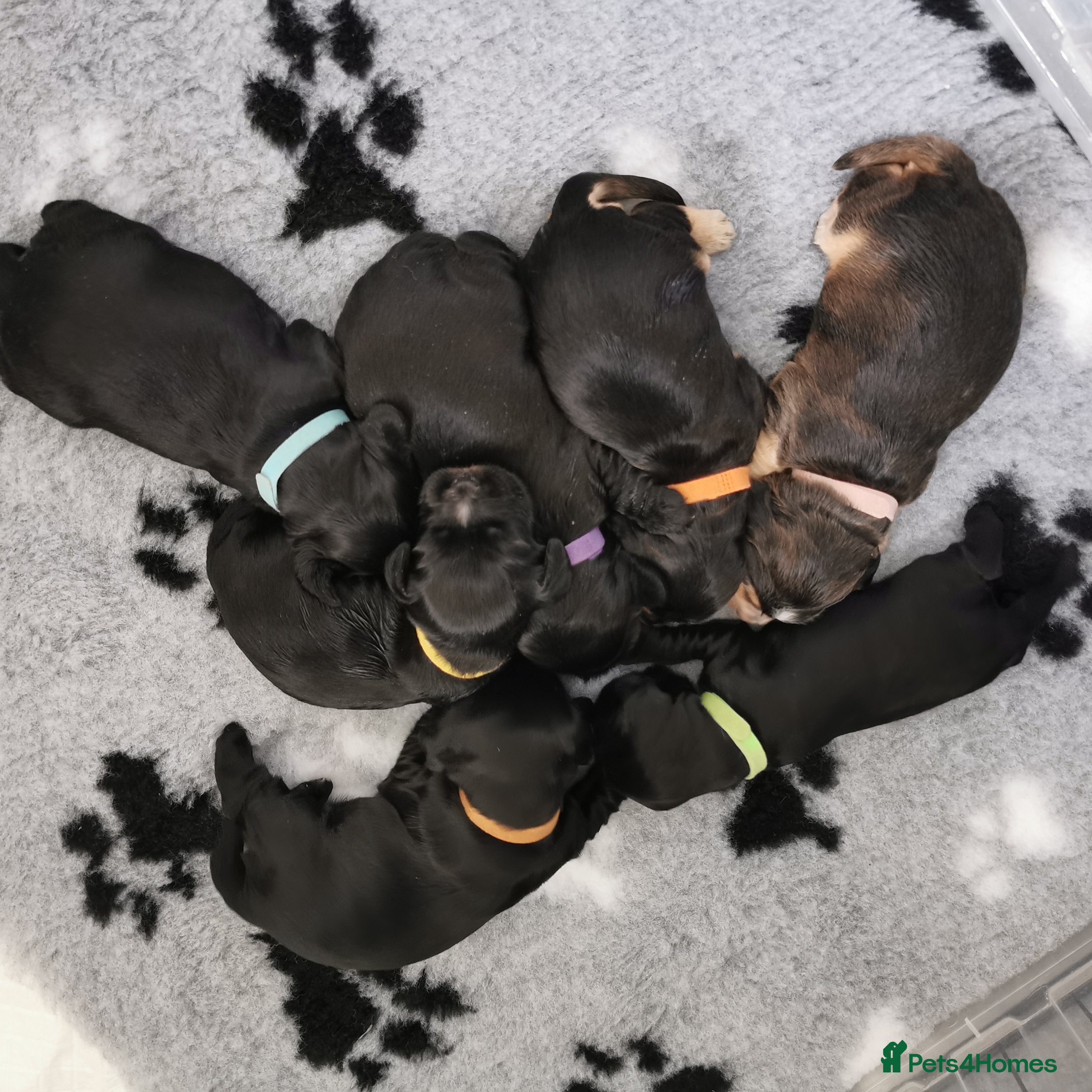 Cocker Spaniel dogs KC & DNA tested show type cocker spaniels puppies - Advert 2