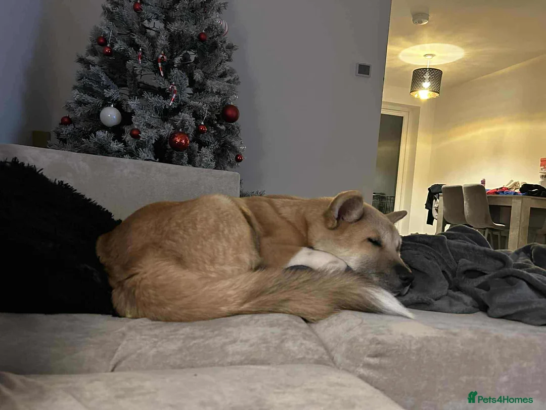 Akita dogs for sale: American Akita Kuba  - Advert 3