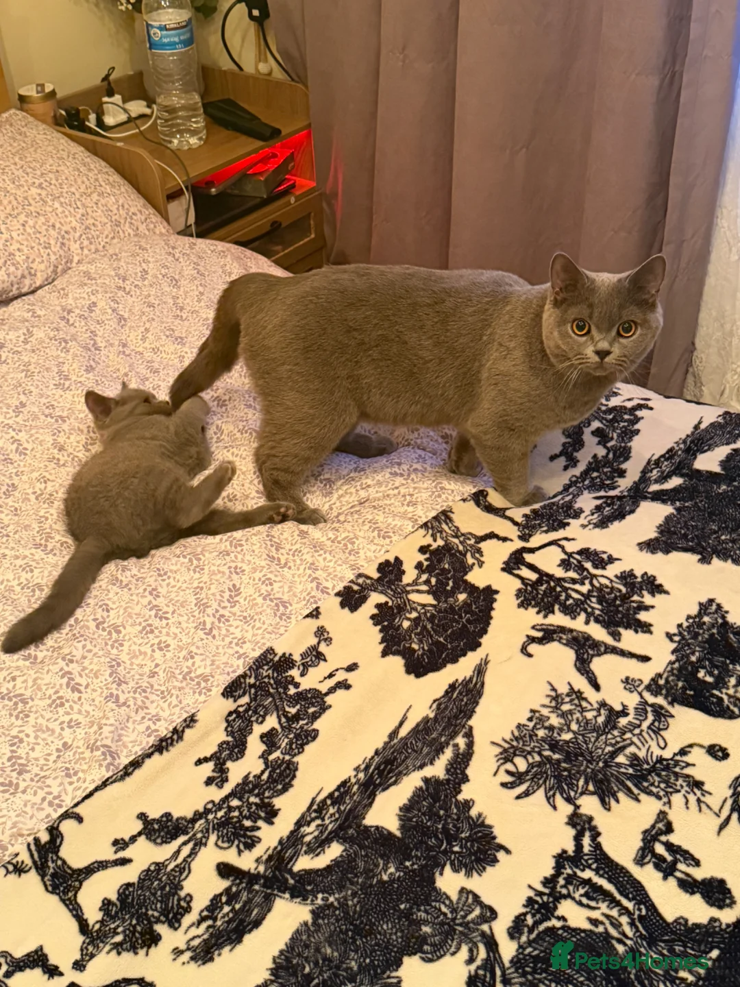 British Shorthair cats for sale: Brithish short hair - Advert 2