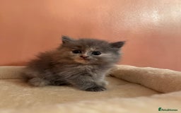 Ragdoll cats for sale: Ragdoll x British shorthair kittens - Advert 8