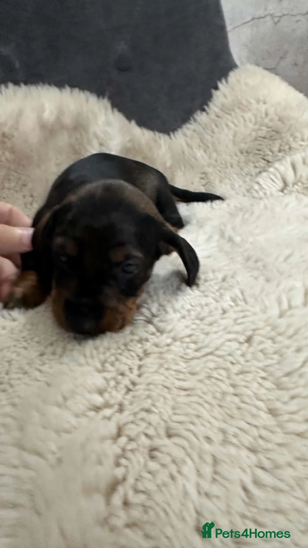 Dachshund dogs for sale: Dachshund puppies for sale  - Advert 26