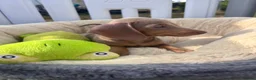 Miniature Dachshund dogs for sale: Miniature dachshund puppies  - Advert 20