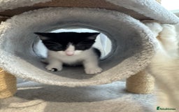 Mixed Breed cats for sale: 3 adorable female kittens  - Image 4