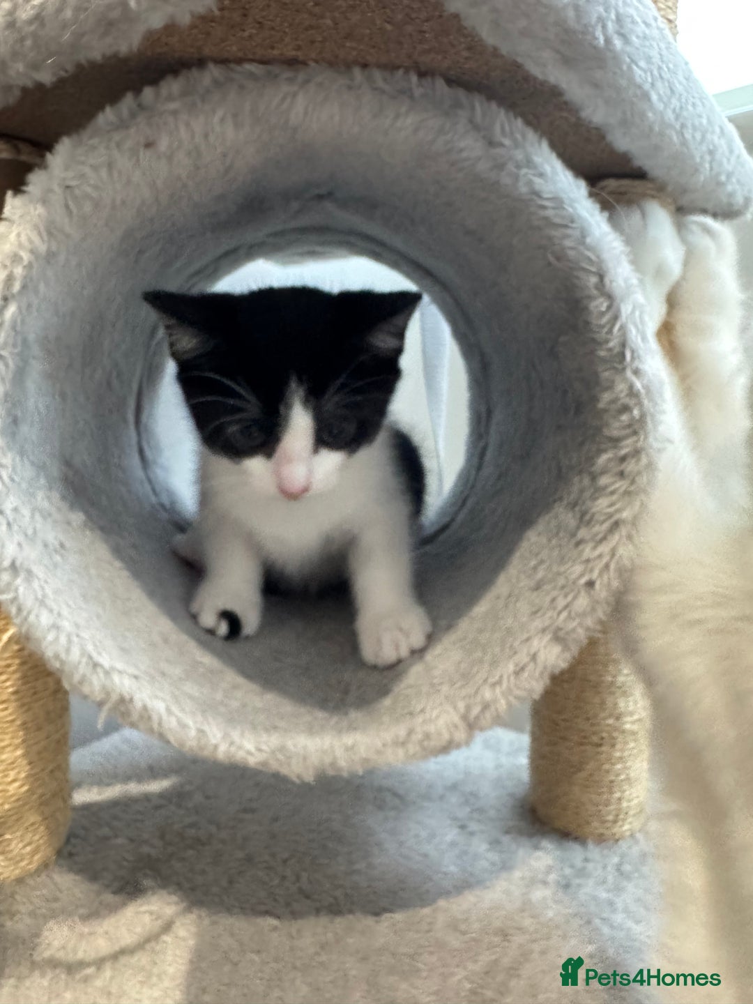 Mixed Breed cats for sale: 3 adorable female kittens  - Image 4