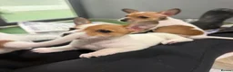 Jack Russell dogs for sale: Jack Russel pups in Congleton - Advert 12
