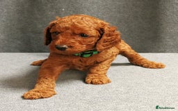 Mixed Breed dogs for sale: FULLY HEALTH TESTED FOX RED MINIATURE COCKAPOOS  - Image 29