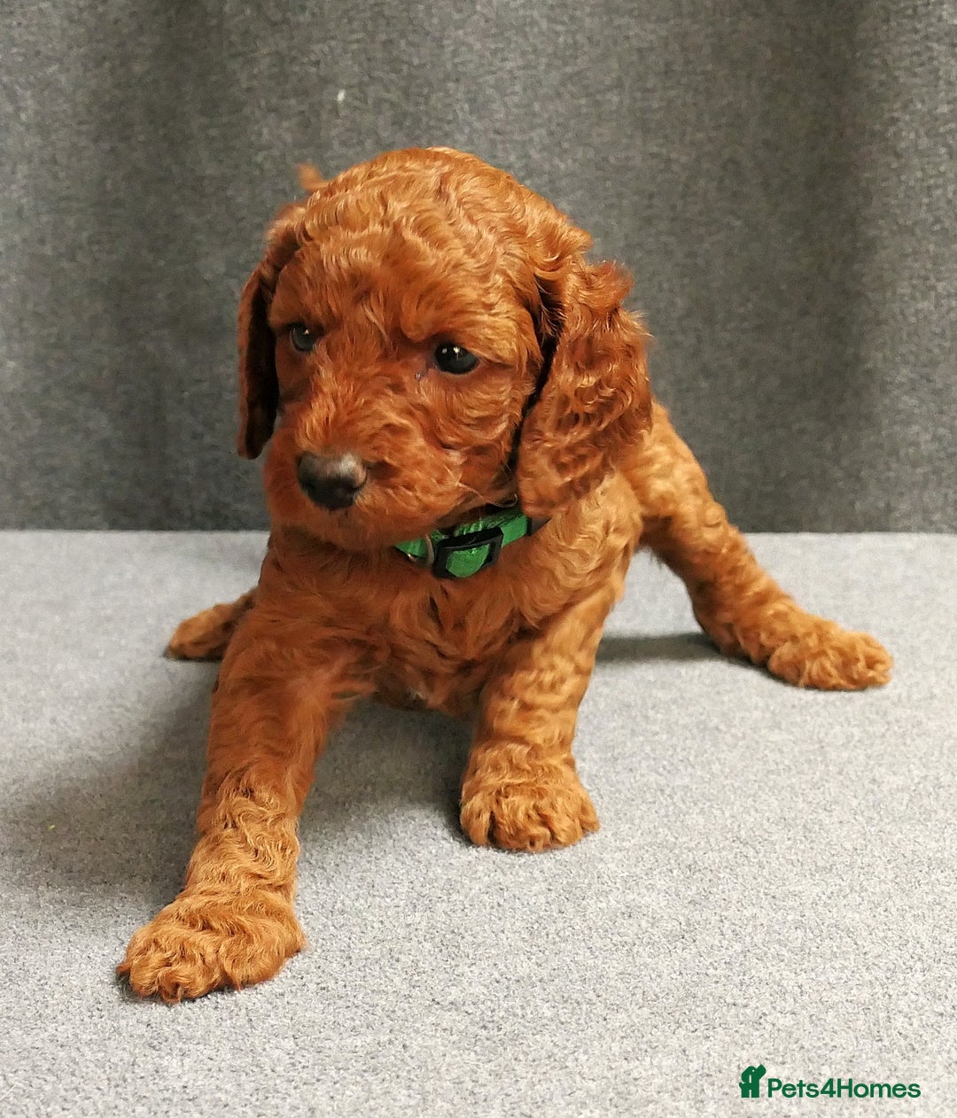 Mixed Breed dogs for sale: FULLY HEALTH TESTED FOX RED MINIATURE COCKAPOOS  - Image 29