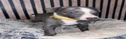 Whippet dogs for sale: Whippet pups for sale x5 boys x1 Girl - Advert 13