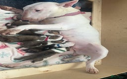 English Bull Terrier dogs for sale: English bull terriers  - Image 31