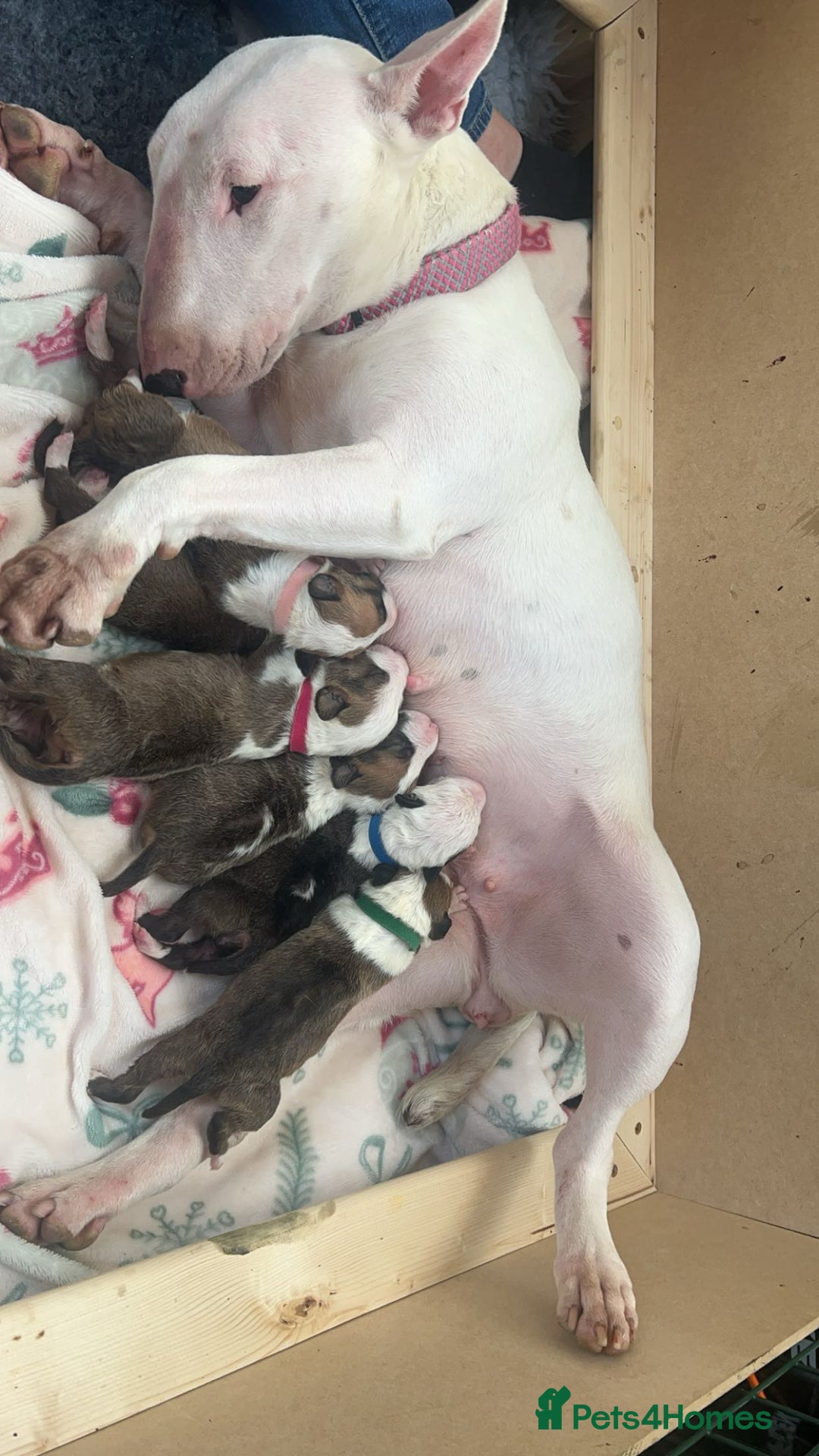English Bull Terrier dogs for sale: English bull terriers  - Image 31