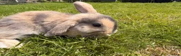 Mini Lop rabbits for sale: ⭐️ READY ⭐️ Beautiful mini lops - Advert 3