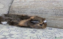 Guinea Pig rodents for sale: Guinea pig babies for sale  - Image 2