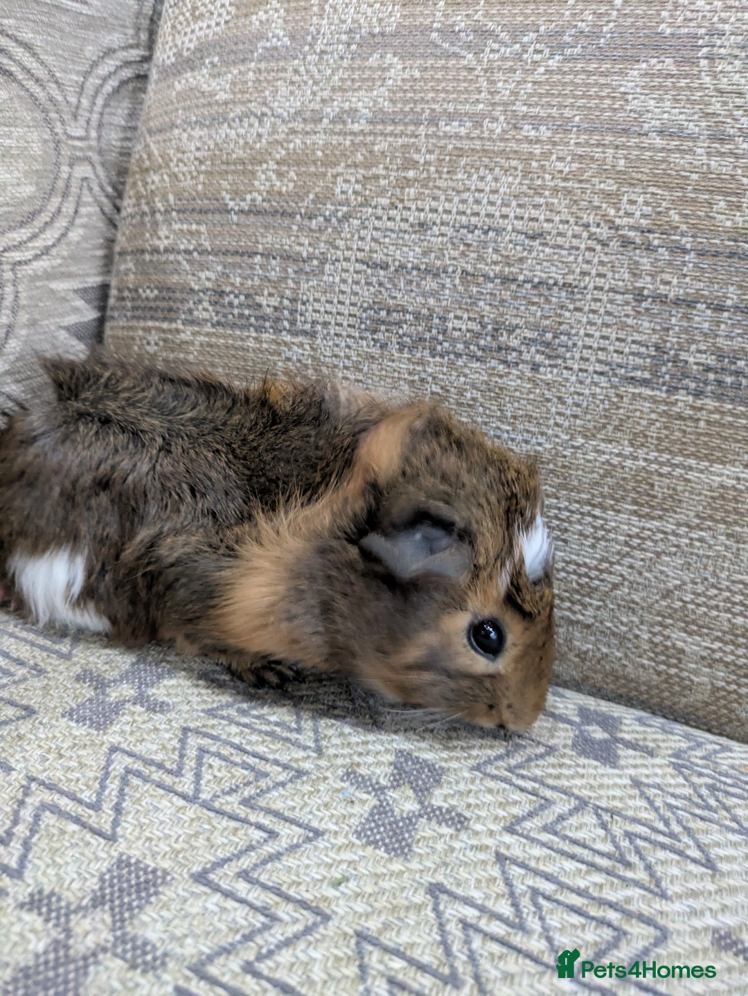 Guinea Pig rodents for sale: Guinea pig babies for sale  - Image 2