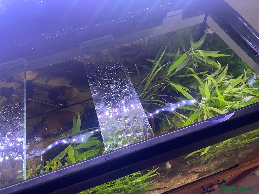 Other/Mixed Breed fish for sale: 180L tropical set up  - Image 4