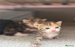 Mixed Breed cats for sale: Female kittens  - Image 6