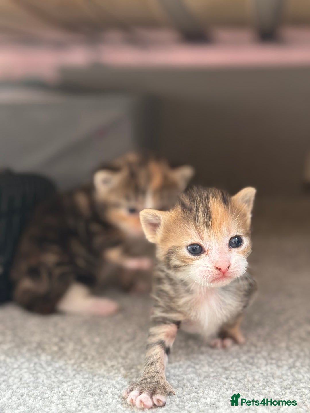 Mixed Breed cats for sale: Female kittens  - Image 6