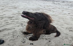 Sprocker dogs for sale: Sprocker for sale - Image 4