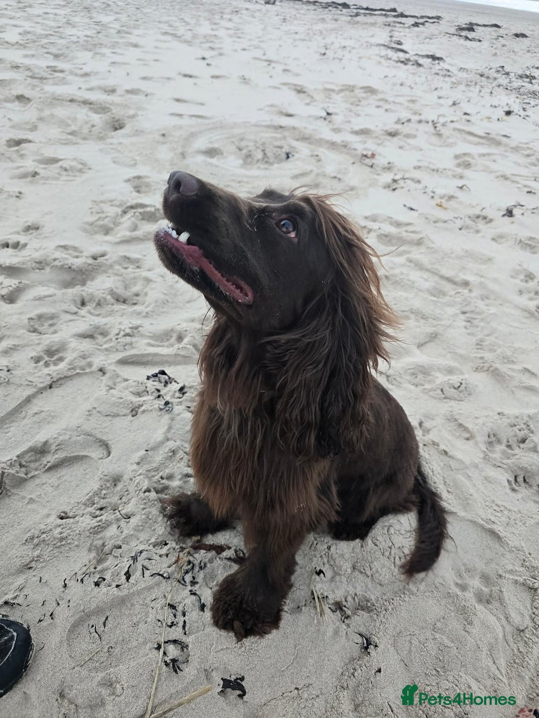 Sprocker dogs for sale: Sprocker for sale - Image 4