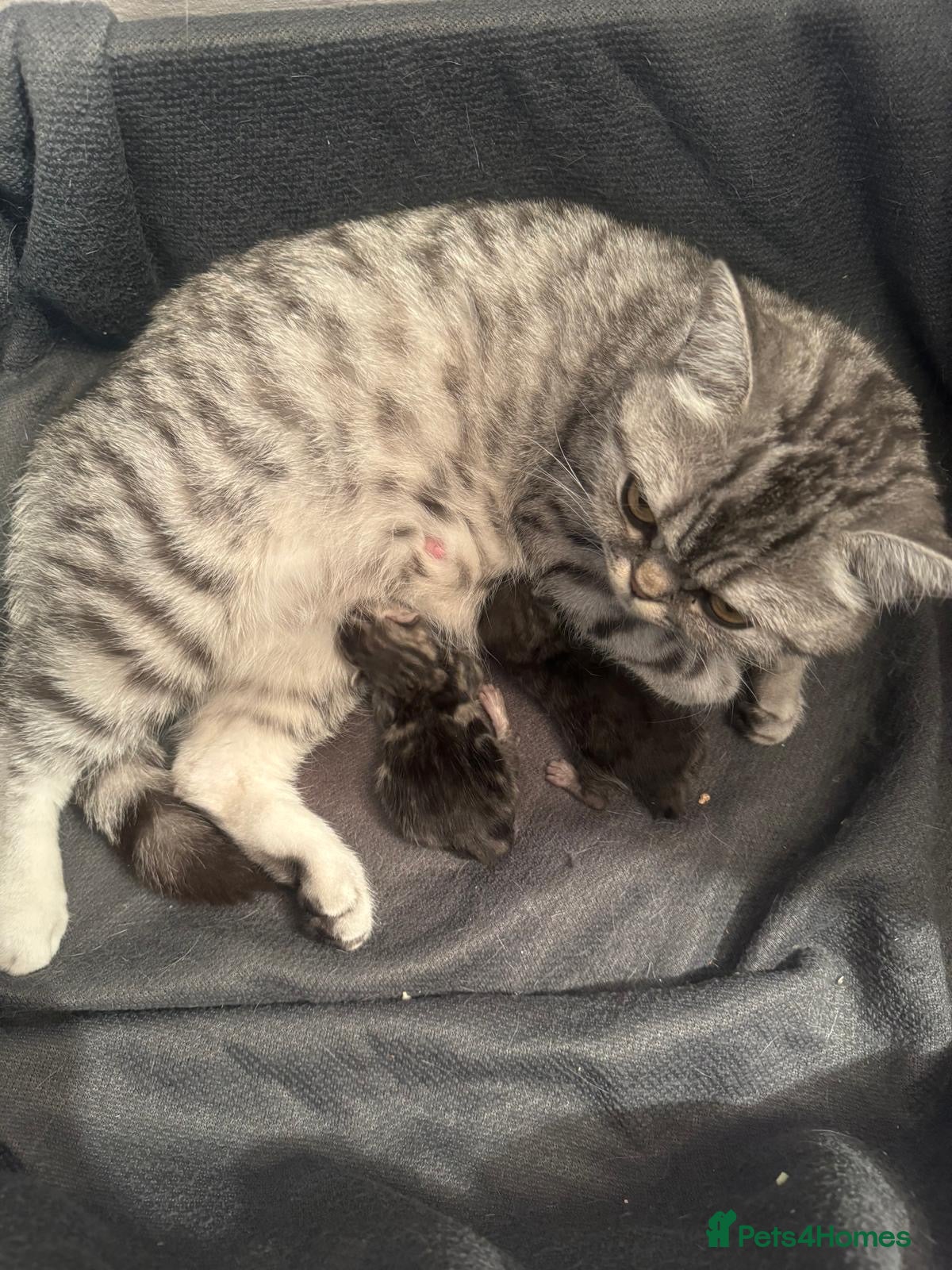 British Shorthair cats for sale: British short hairs  in Horsham - Advert 2