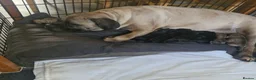 Cane Corso dogs for sale: Cane Corso puppys  - Advert 2