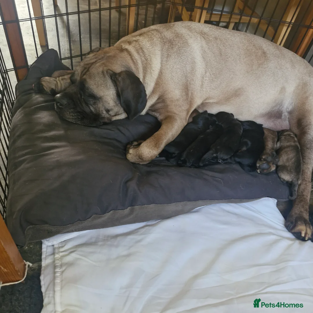 Cane Corso dogs for sale: Cane Corso puppys  - Advert 2