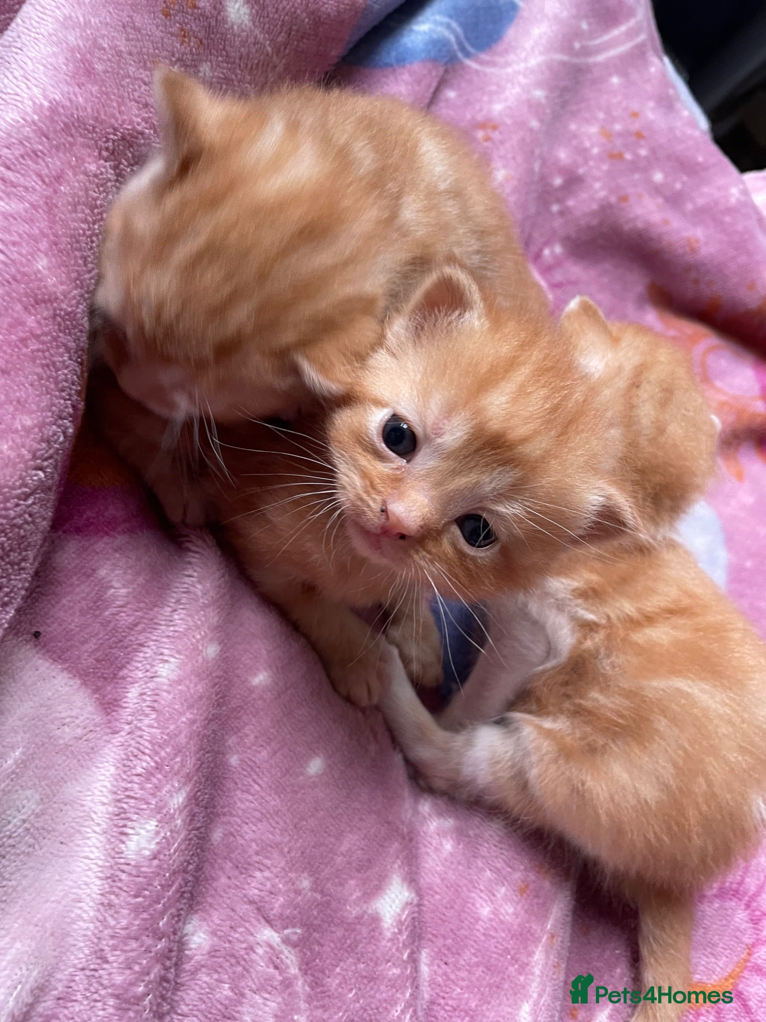 Mixed Breed cats Kittens - Advert 14