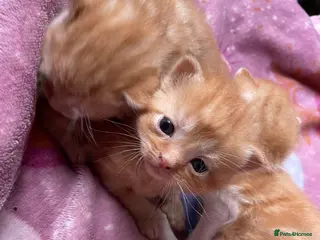 Mixed Breed cats Kittens - Advert 14