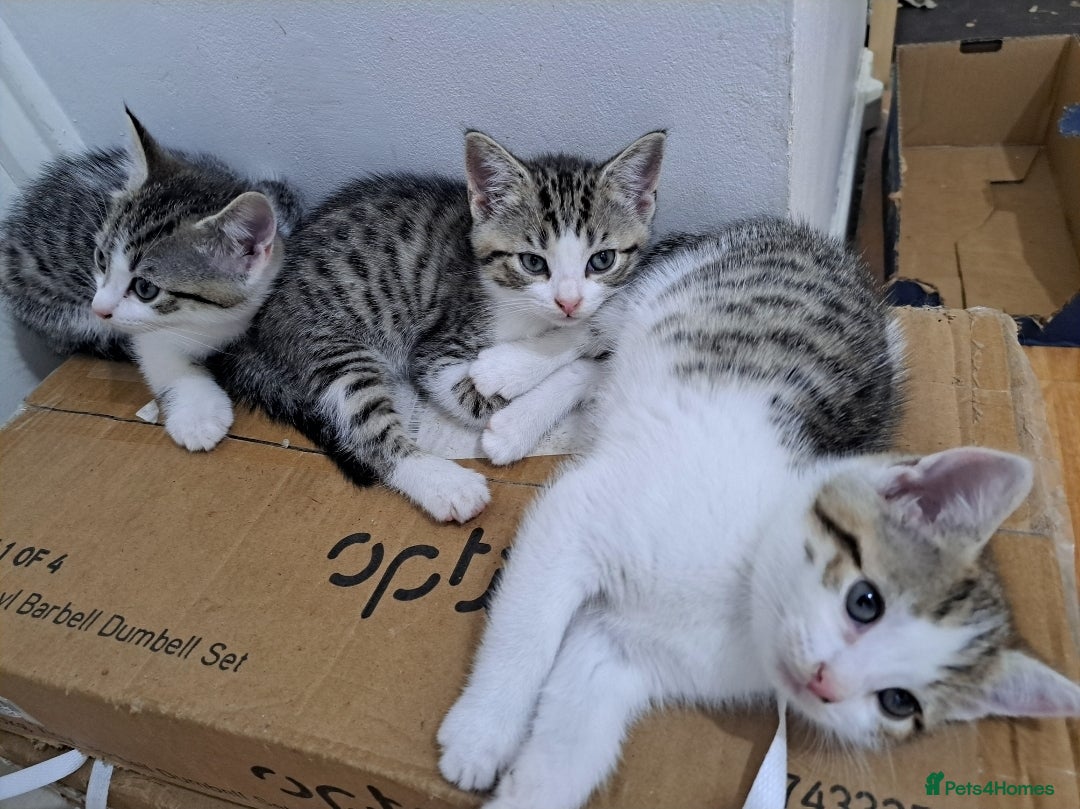 Bengal cats for sale: 3 Beautiful Kittens - Image 1